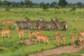 Striped Wild African Zebras and Impalas Royalty Free Stock Photo