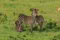 Striped Wild African Zebras and Impalas Royalty Free Stock Photo