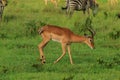 Striped Wild African Zebras and Impalas Royalty Free Stock Photo