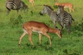 Striped Wild African Zebras and Impalas Royalty Free Stock Photo