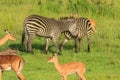 Striped Wild African Zebras and Impalas Royalty Free Stock Photo