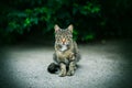 A striped wild mysterious cat with bright green eyes sits against the background of dark green thickets with leaves Royalty Free Stock Photo