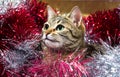 Striped wildcat in Christmas tinsel, Christmas and New Year pict