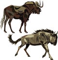 Striped Wildebeest and black Wildebeest