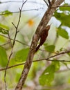 Striped Woodcreeper Royalty Free Stock Photo