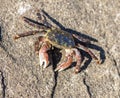 Striped & x28;Lined& x29; Shore Crab - Pachygrapsus crassipes.