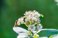 A bee on spring white flowers on a blurred background.