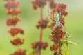 Striped yellow-black female wasp spider. Wasp spider Argiope bruennichi on plant in nature