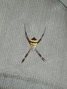 Striped Yellow and Black Southern Cross Spider