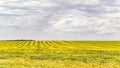 Striped yellow green field of ripe soybeans. Hilly farmland.