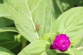 Striped yellow insect on a green leaf. Three-lined potato beetle, Royalty Free Stock Photo