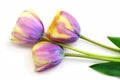 Striped yellow and mauve tulips Royalty Free Stock Photo