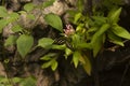 Striped Zebra butterfly, scientific name Heliconius charithonia posing on a bouquet of red flowers and foliage Royalty Free Stock Photo