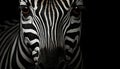 Striped zebra, elegance in nature, looking at camera, black background generated by AI Royalty Free Stock Photo