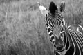 Striped zebra looking to camera, photographed in monochrome at Port Lympne Safari Park, Ashford, Kent UK. Royalty Free Stock Photo