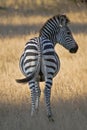 Striped: Zebra from the Rear Royalty Free Stock Photo