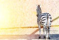 Striped zebra standing backwards. Tail. Black and white stripes. Wild nature.