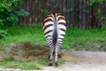 Striped nice ass off zebra, grazing zebra, back view