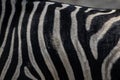 Striped zebra wild animal skin close up