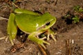 Stripeless treefrog Hyla meridionalis in Valliguieres, France