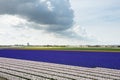 Stripes of the colorful hyacinth fields in the Netherlands Royalty Free Stock Photo