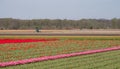 Stripes of colour: colourful pink and red tulips growing in rows in a flower field near Lisse, Netherlands. Royalty Free Stock Photo