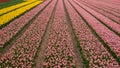 Stripes of colour: colourful tulips growing in rows in a flower field near Lisse, Netherlands. Royalty Free Stock Photo