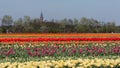 Stripes of colour: colourful tulips growing in rows in a flower field near Lisse, Netherlands. Royalty Free Stock Photo