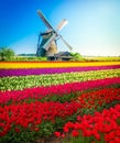 Stripes of dutch tulips Royalty Free Stock Photo