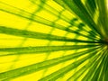 Stripes of Fountain Palm Leaf Royalty Free Stock Photo