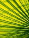 Stripes of Fountain Palm Leaf Royalty Free Stock Photo