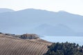 Stripes of grapevine on hill Royalty Free Stock Photo