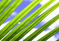 Stripes of Nature - Palm Fronds