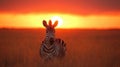 Stripes of Sunset Zebra in Golden Grass Royalty Free Stock Photo