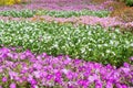 Stripes of white, pink and purple catharanthus roseus flowers in flowerbed
