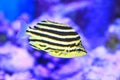 Stripey fish Royalty Free Stock Photo