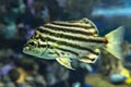 Stripey fish Microcanthus strigatus - close up Royalty Free Stock Photo