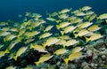 Stripey Sea Perch - Rowley Shoals