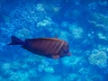 stripped browh fish in blue seawater while diving in egypt