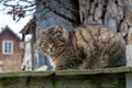 Stripped cat posing outdoors, big domestic pet look at camera Royalty Free Stock Photo