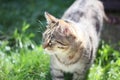 Stripped cute cat in the grass