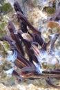 Stripped eel catfish or Plotosus Royalty Free Stock Photo