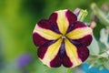 Stripped flower Petunia violacea