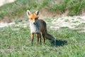 Stripped and hungry fox in the meadow