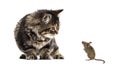 Stripped kitten mixed-breed cat looking down at a real mouse, is Royalty Free Stock Photo