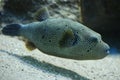 Stripped puffer (Arothron meleagris) Royalty Free Stock Photo