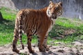 A stripped royal Bengal Tiger standing in a zoo looking backside.