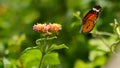 Monarch butterfly landing on a flower