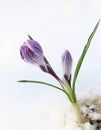 Flowers violet crocus in the snow, spring