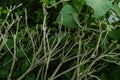 Strips of small pieces of dry trunk on a background full of green leaves full of life.